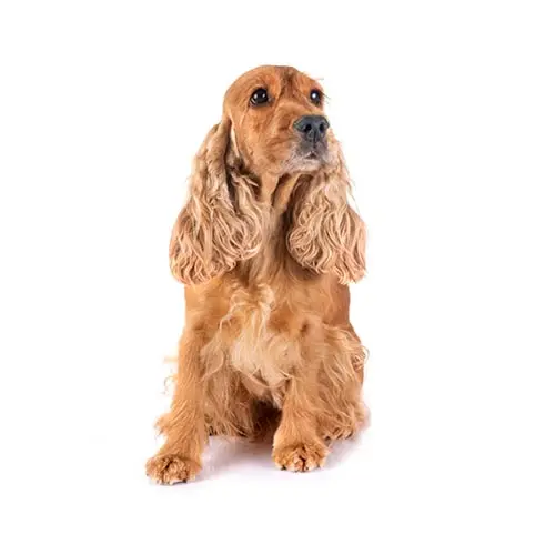 Cocker Spaniel